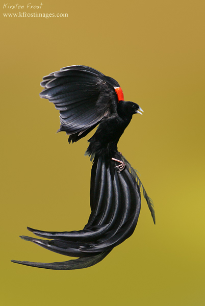 Longtailed Widow